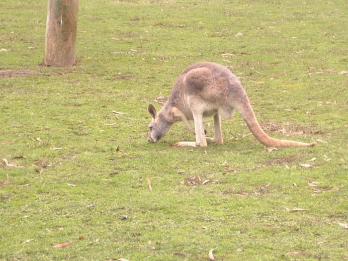 047 Kangoaroo1.jpg